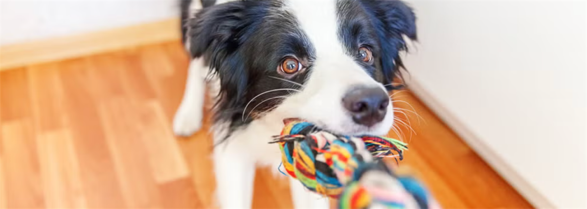 Play with your dog inside when it is too cold outside. 